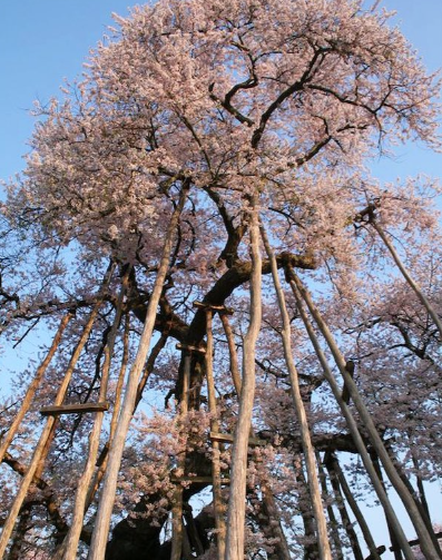 Hachimonjiya Original  Kubo Sakura Bloom Pink Original 14K Gold Fountain Pen Cosmos Pink Gold Fine Nib - Palme